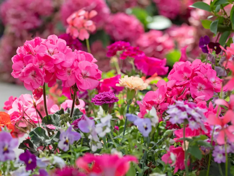 Tuinplanten